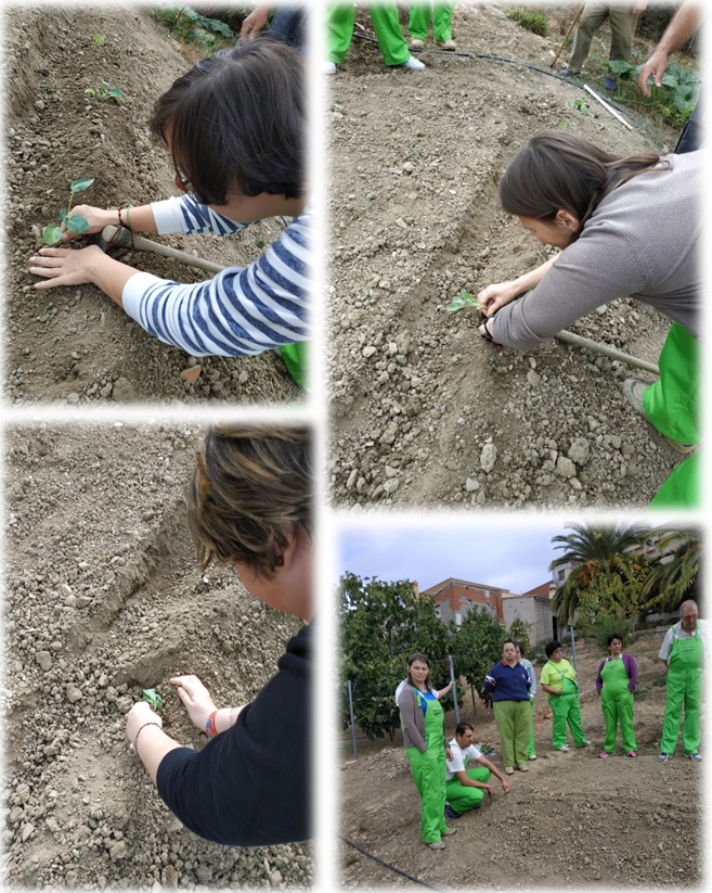 Plantación de verduras octubre 2018