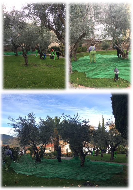 Recogiendo aceitunas en el Parador de Guadalupe 2018