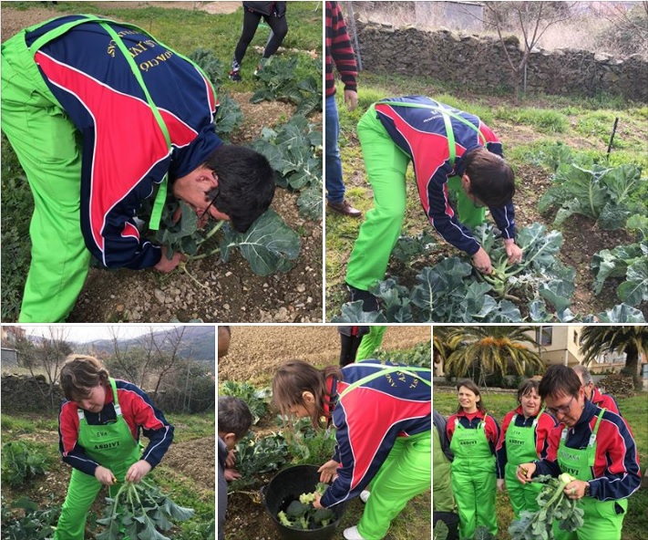 Recogida de coles y brócoli 2019