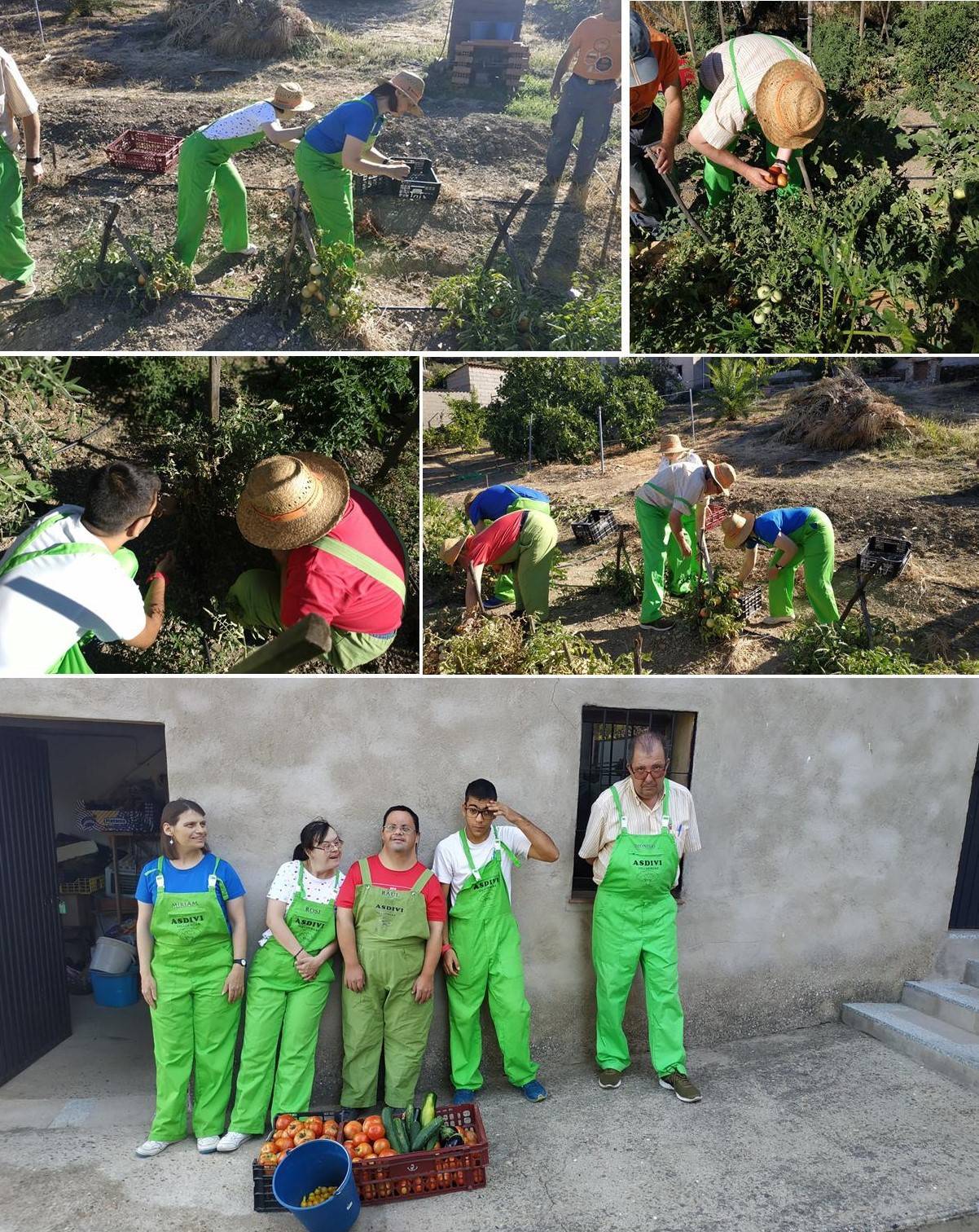 Recogida de las verduras huerto julio 2019