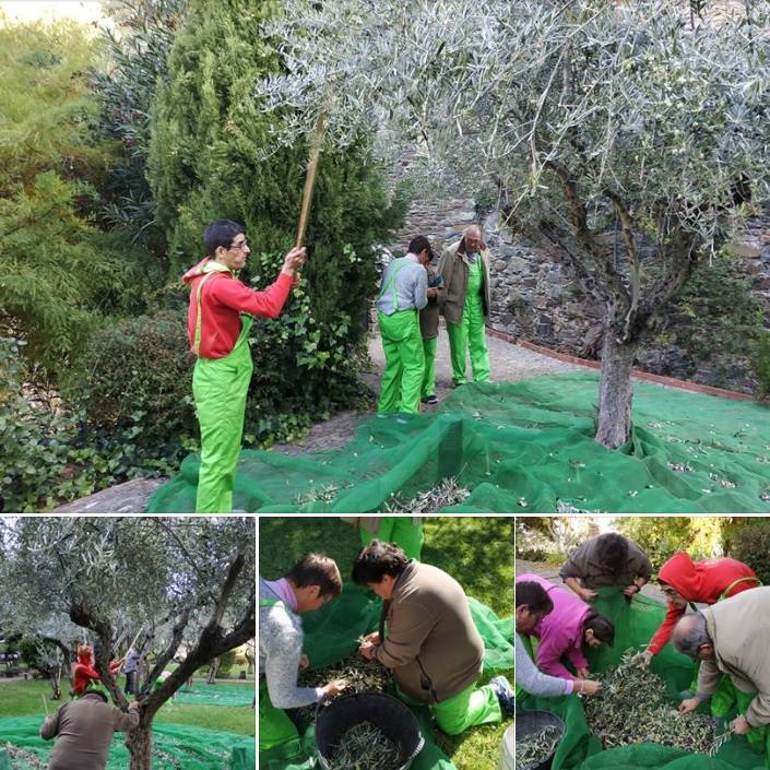 Recogida de aceituna en el Parador de Turismo de Guadalupe 2019