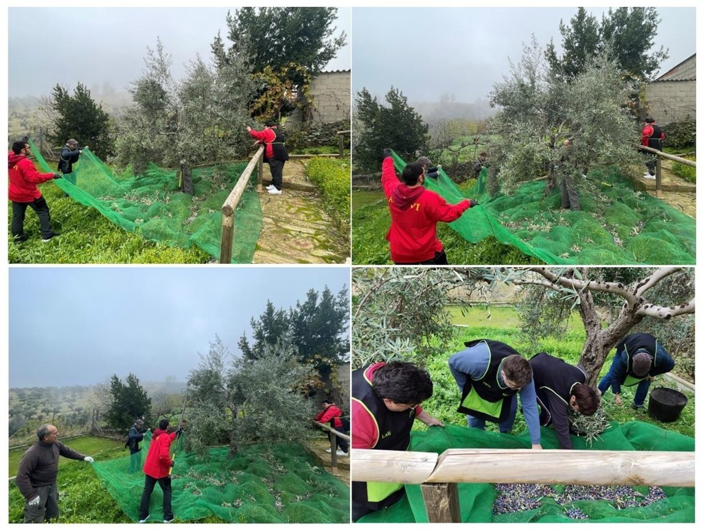 Recolectando nuestras aceitunas (2025)